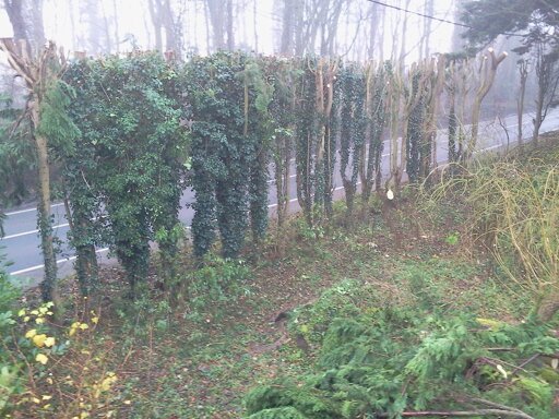 Ivy hedge cypress trees after lopping, Hillside House 2013-12-11 (0473)
