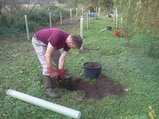 Tim (OCV Chairman) digging in an alder, Hillside House 2014-10-18 (0702) Tim (OCV Chairman) digging in an alder, Hillside House 2014-10-18 (0702)