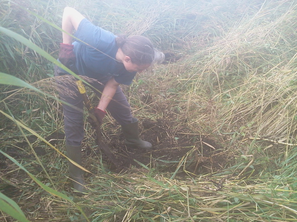Alison (from OCV) transplanting, Hillside House 2014-10-18 (0710) Alison (from OCV) transplanting, Hillside House 2014-10-18 (0710)