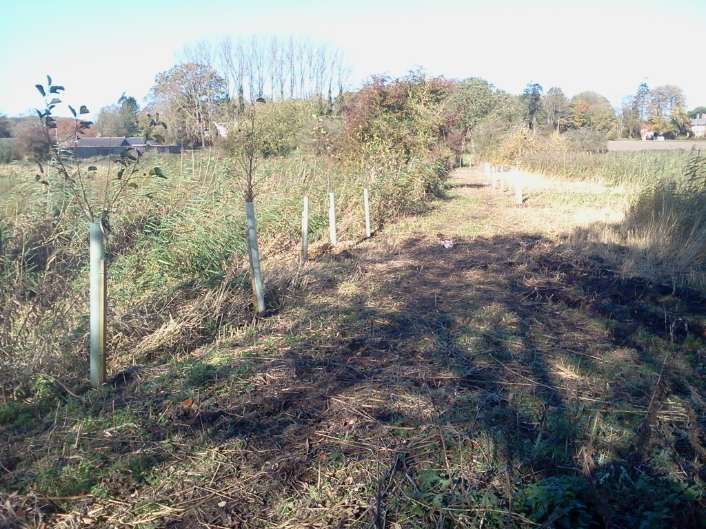 Mainly alders in final locations, western edge of meadow, Hillside House 2014-10-28 (0721)