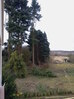 Large cypresses after storm, Hillside House 2015-03-30 (0761)