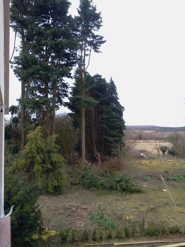 Large cypresses after storm, Hillside House 2015-03-30 (0761)