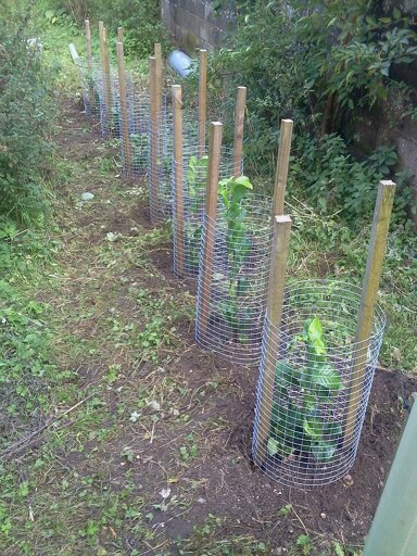 Laurel plants with new mesh guards (0777)