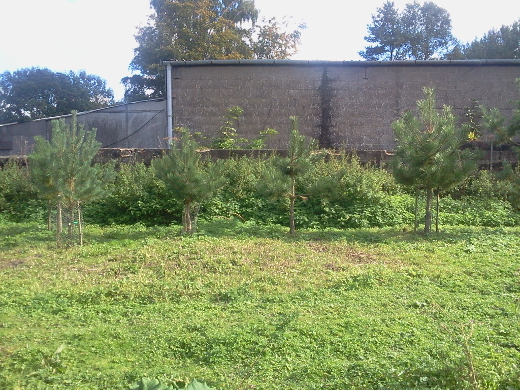 Pines at end of growing season, 2015-09-27 (0778)