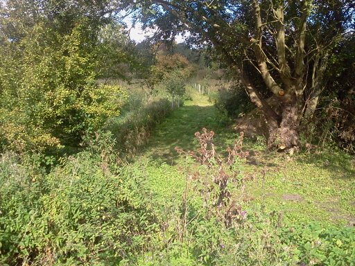 Goat willow after pruning 2015-09-27 (0782)