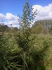 Alder 11 months after transplanting, Hillside House 2015-09-27 (0787)