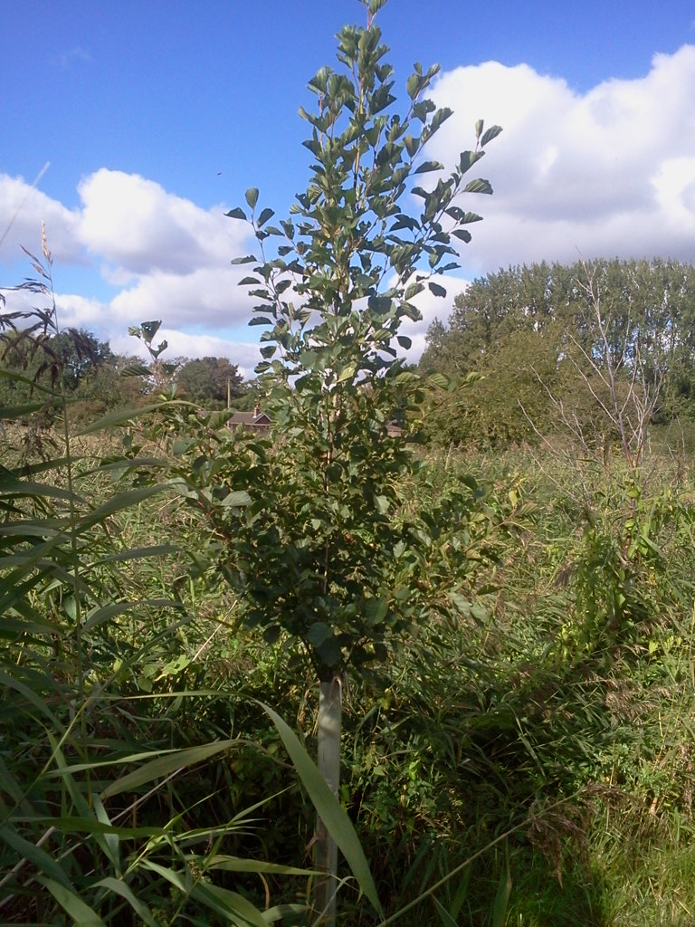 Alder 11 months after transplanting, Hillside House 2015-09-27 (0787)