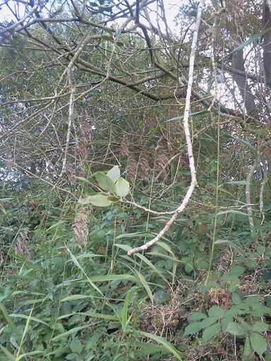 Possible Salix disease (detail of twigs) Hillside House 2015-09-28 (0796)