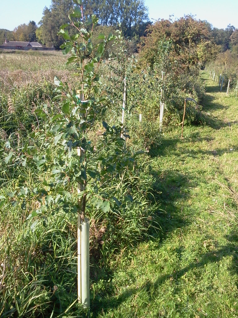 Alders with new support stakes 2015-09-28 (0797)