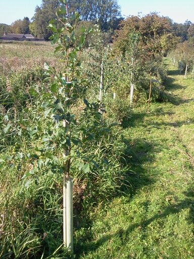 Alders with new support stakes 2015-09-28 (0797)