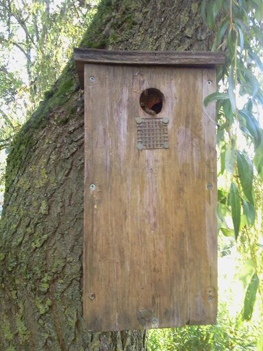 Willow nestbox occupied by honeybees, showing honeycomb 2015-10-15 (0803)