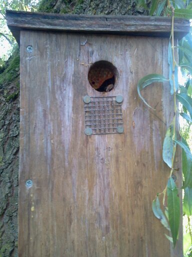 Willow nestbox, honeybees and honeycomb (0805)