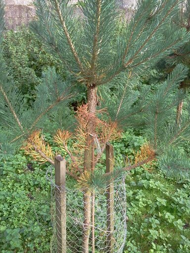 healthy Scots pine (0806) healthy Scots pine (0806)