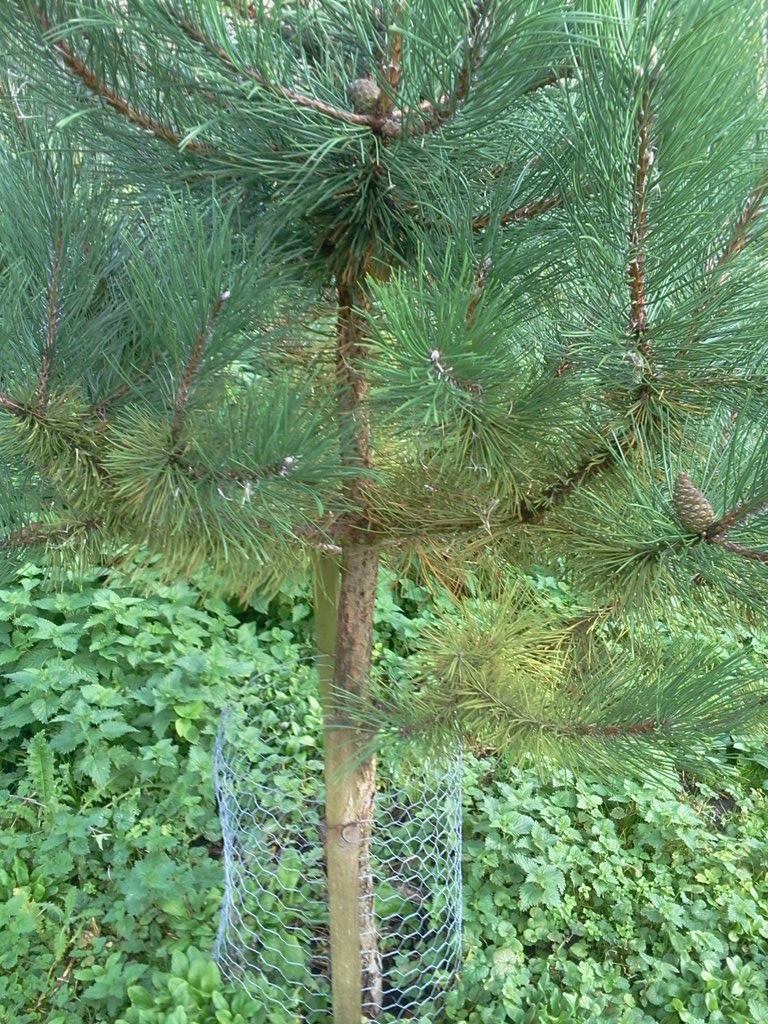 Pinus nigra after 1 year, at end of growing season 2015-10-15 (0807)