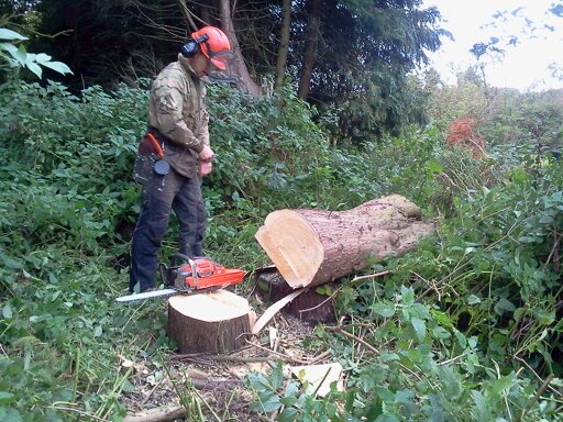 Tree faller and large cypresses, Hillside House 2015-10-17 (0809) Tree faller and large cypresses, Hillside House 2015-10-17 (0809)