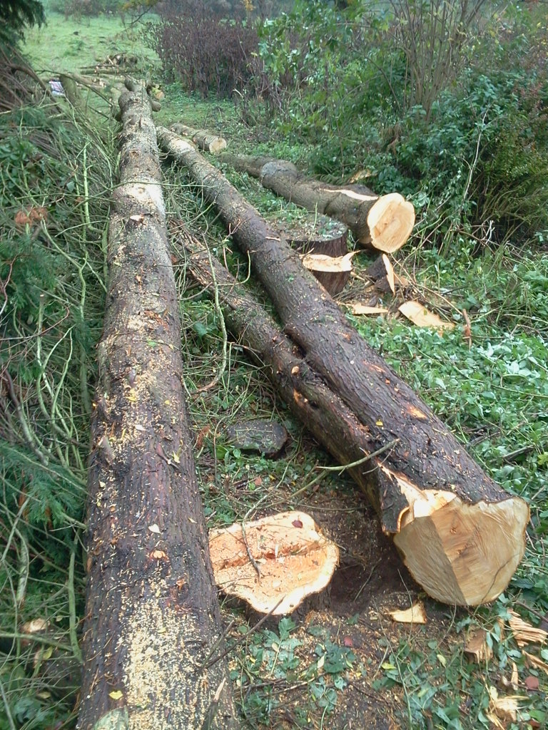 Felled and brashed cypresses, Hillside House 2015-10-23 (0814)