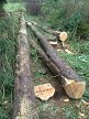 Felled and brashed cypresses, Hillside House 2015-10-23 (0814)