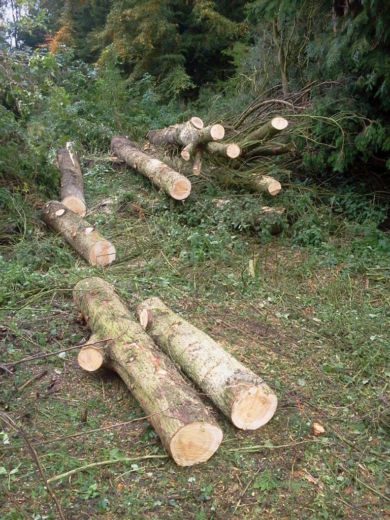 Felled and brashed cypresses, Hillside House 2015-10-23 (0815)