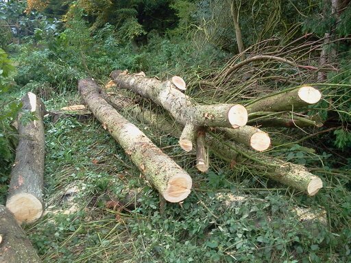 Felled and brashed cypresses, Hillside House 2015-10-23 (0816)