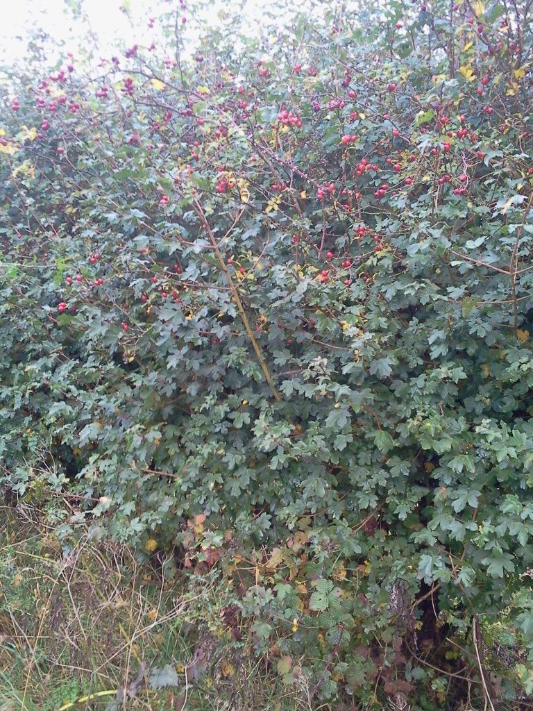 Hedge, mainly field maple and dogrose (S. Raynham to Wellingham road) 2015-10-28 (0825)