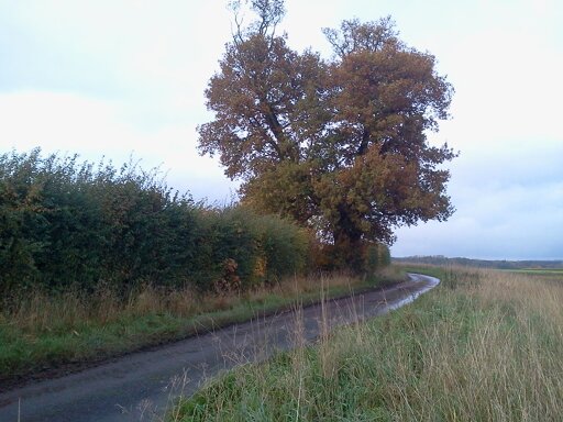Hedge and mature oak, South Raynham to Wellingham road 2015-10-28 (0828) Hedge and mature oak, South Raynham to Wellingham road 2015-10-28 (0828)