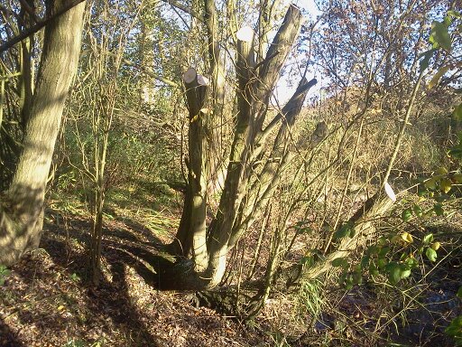 Goat willow tree after high-cut coppicing, main pond, 2015-11-12 (0848)