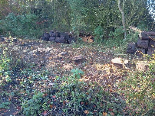 Cypress stumps and habitat piles 2015-11-12 (0850)