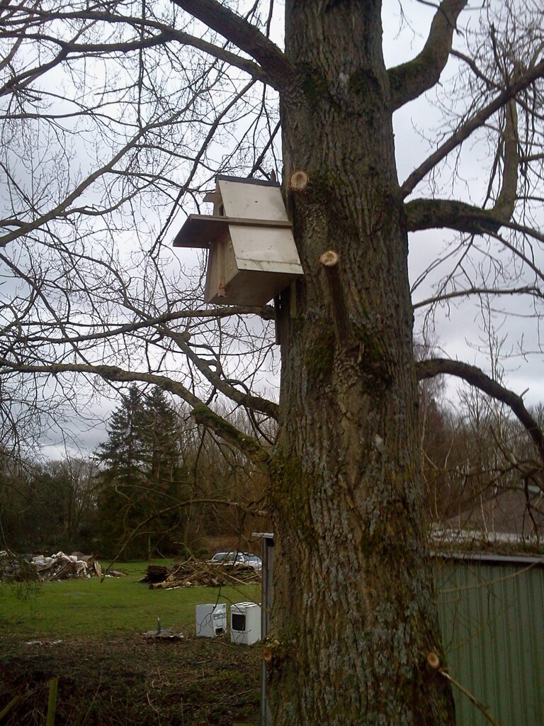 Barn owl box installed on poplar tree, Hillside House 2016-02-05 (0868) Barn owl box installed on poplar tree, Hillside House 2016-02-05 (0868)