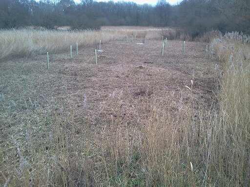 Reed block cut on SE edge of meadow, Hillside House 2016-02-05 (0869) Reed block cut on SE edge of meadow, Hillside House 2016-02-05 (0869)