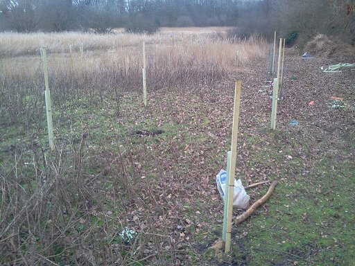 Four black poplar NE of pond, Hillside House 2016-02-05 (0870)