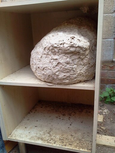 Old wasp nest in storage shed 2016-03-02