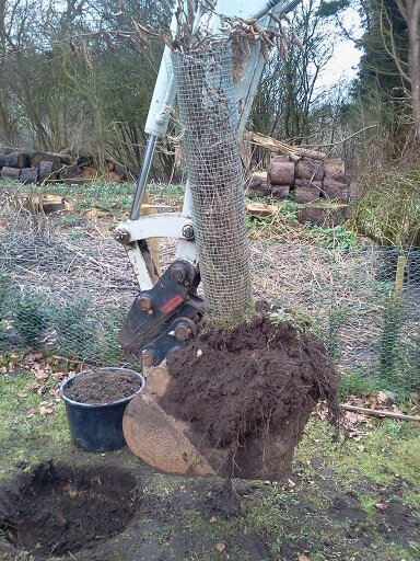Hornbeam being transplanted using digger hired from FTC Fakenham (0880) Hornbeam being transplanted using digger hired from FTC Fakenham (0880)
