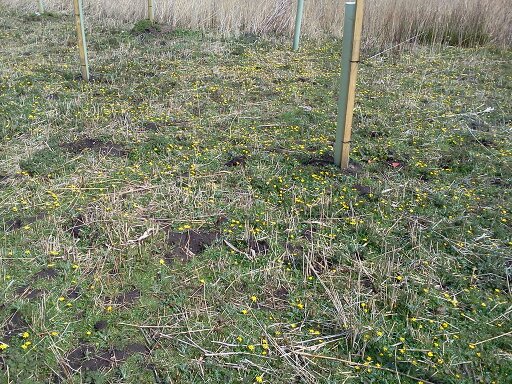 Lesser celandine (Ranunculus ficaria) on meadow, Hillside House 2016-04-01 (0933) Lesser celandine (Ranunculus ficaria) on meadow, Hillside House 2016-04-01 (0933)