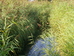 Phragmites communis (common reed) main pond Hillside House 2024-09-06 (3320)