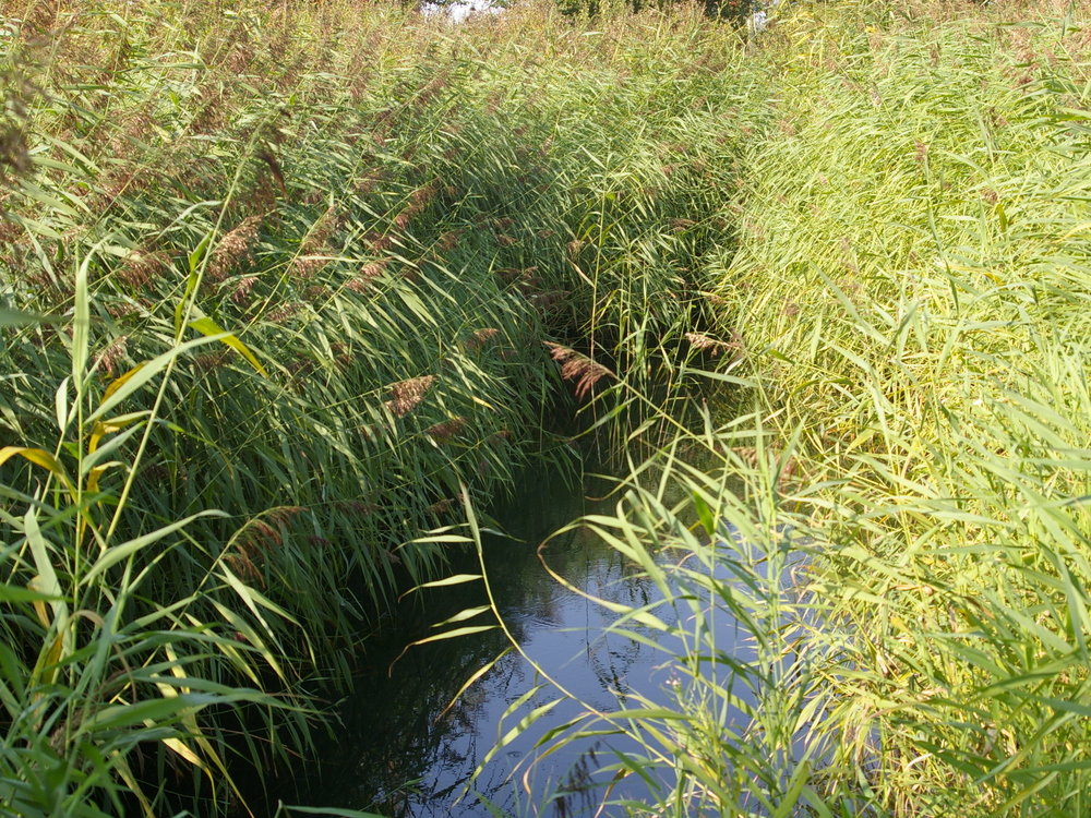 Phragmites communis (common reed) main pond Hillside House 2024-09-06 (3320)