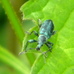 Green nettle weevil Phyllobius pomaceus on nettles Hillside House 2024-06-03 (3513)
