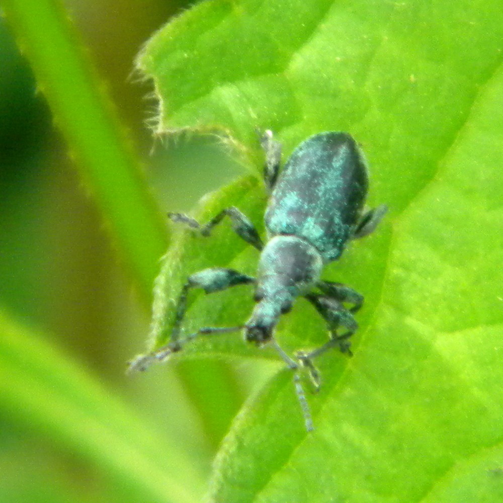Green nettle weevil Phyllobius pomaceus on nettles Hillside House 2024-06-03 (3513)