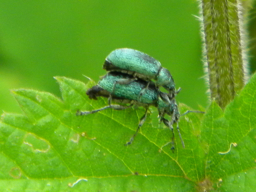 Phyllobius pomaceus (green nettle weevil) pair 2024-06-07 (3681)