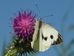 large white Pieris brassicae on welted thistle 2024-07-27 (3873)