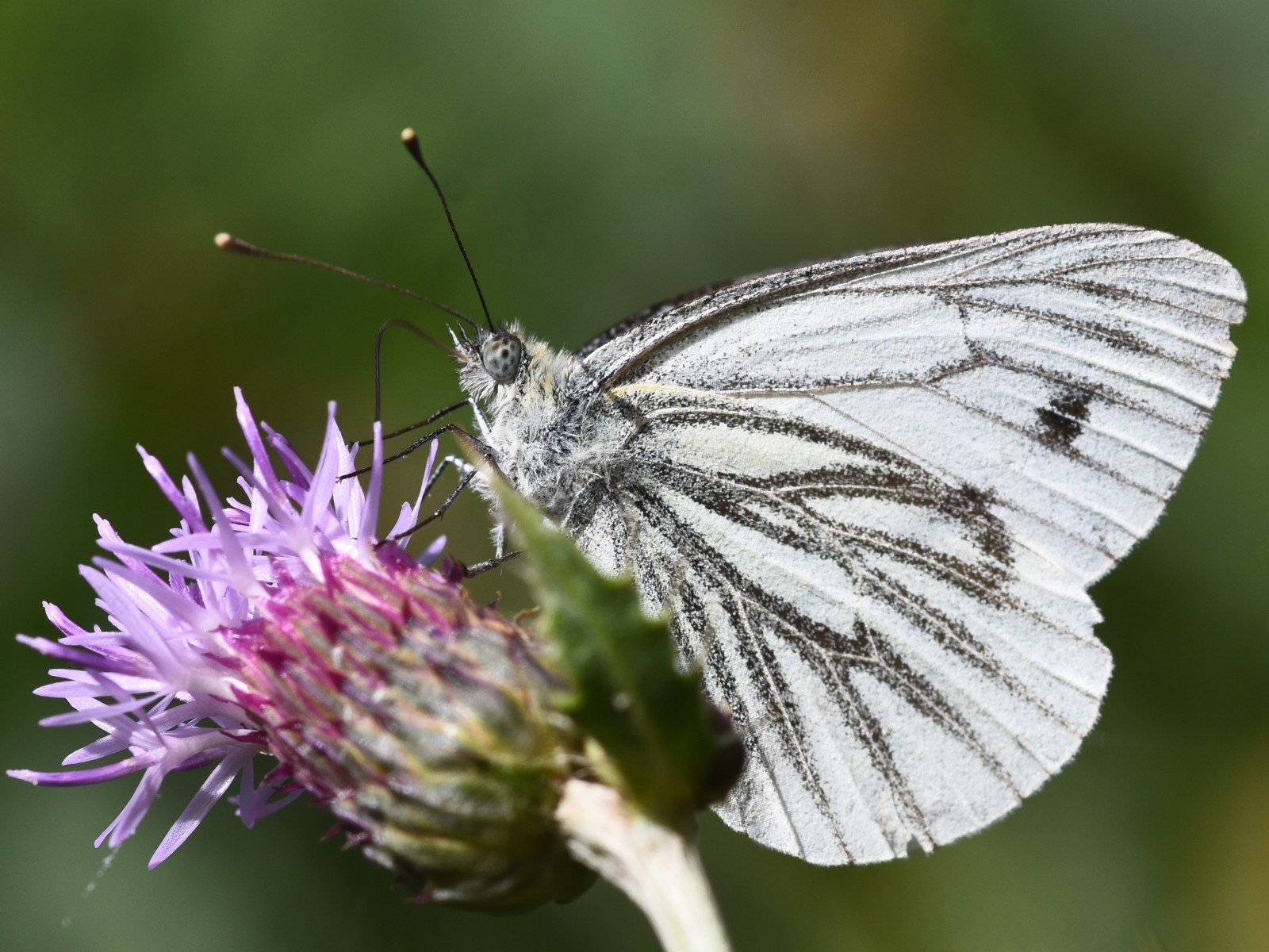 Pieris napi green-veined white Hillside House 2024-08-16 (3578)