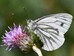 Pieris napi green-veined white Hillside House 2024-08-16 (3578)