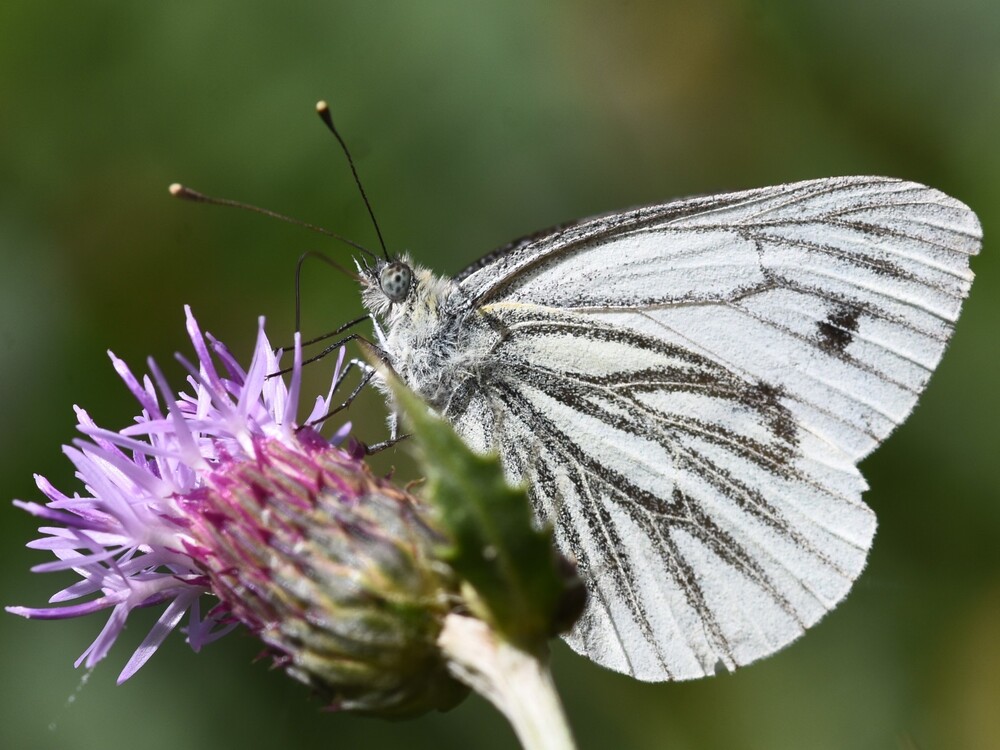 Pieris napi green-veined white Hillside House 2024-08-16 (3578)