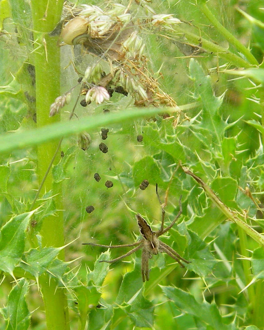 Pisaura mirabilis female and nursery web, Hillside House 2021-07-10 (1896)