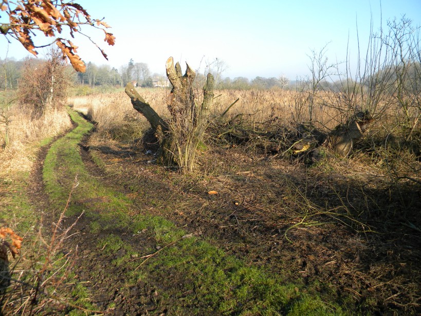 Goat willow after pollarding work 2023-02-14 (2828) Goat willow after pollarding work 2023-02-14 (2828)