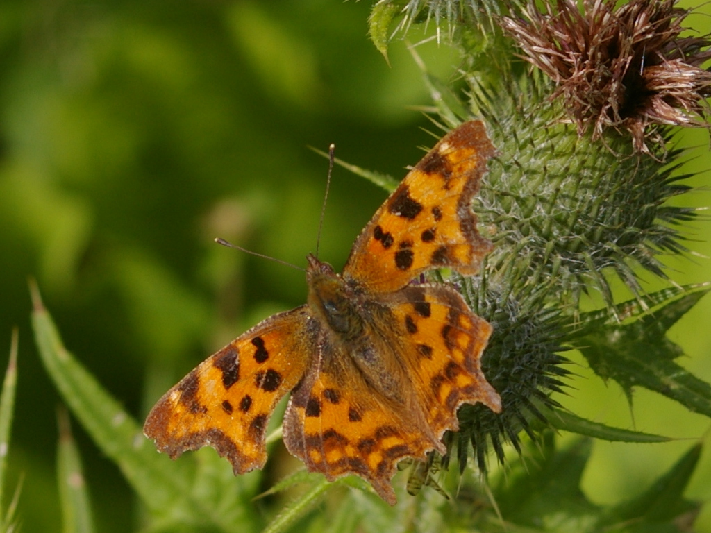 Comma butterfly Polygonia c-album 2021-07-31 (2953)