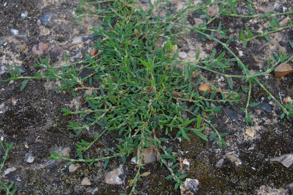 Knotgrass Polygonum aviculare 2021-07-29 (2945)