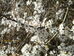 Blackthorn flowers (Prunus spinosa), 2019-04-10 (1372)