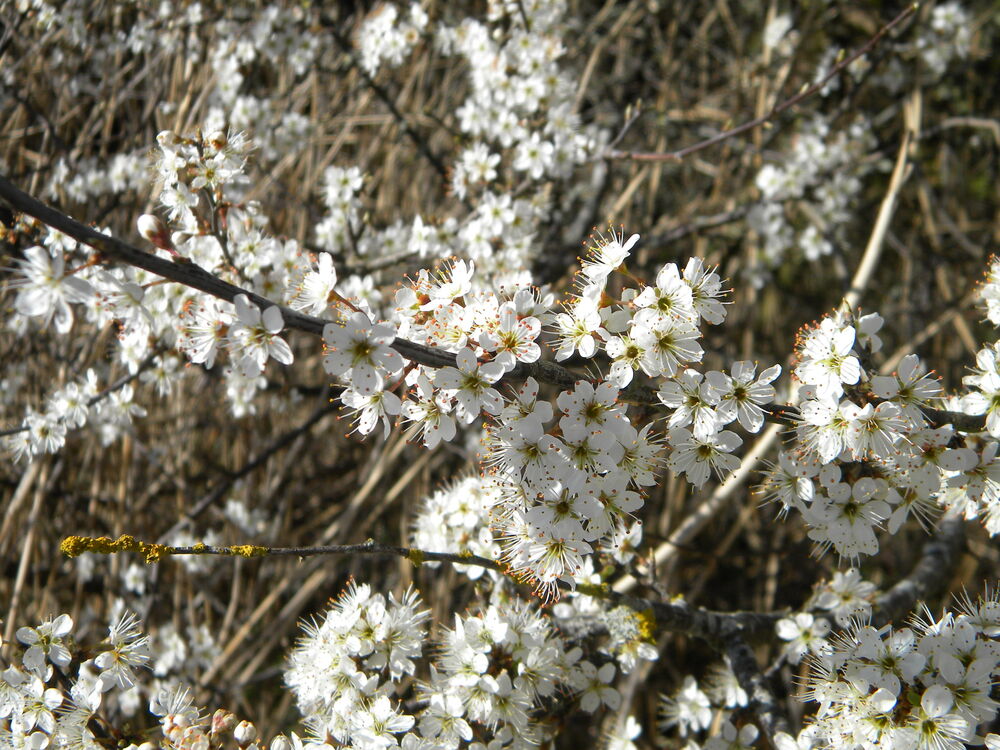 Blackthorn flowers (Prunus spinosa), 2019-04-10 (1372)