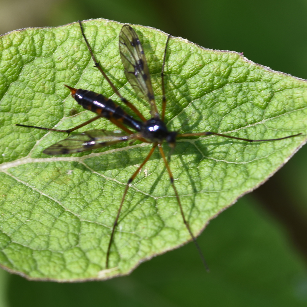 Ptychoptera-contaminata-2024-08-17-3685.JPG