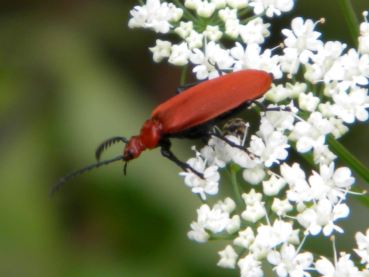 Pyrachroa serraticornis (red-headed cardinal beetle) 2024-06-07 (3671) Pyrachroa serraticornis (red-headed cardinal beetle) 2024-06-07 (3671)